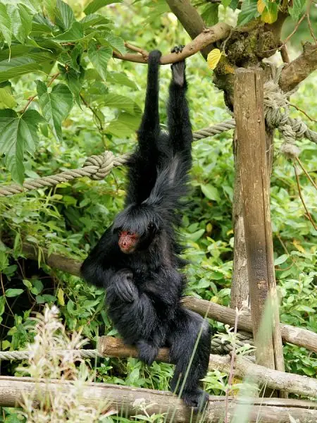 Red-Faced Spider Monkey photo