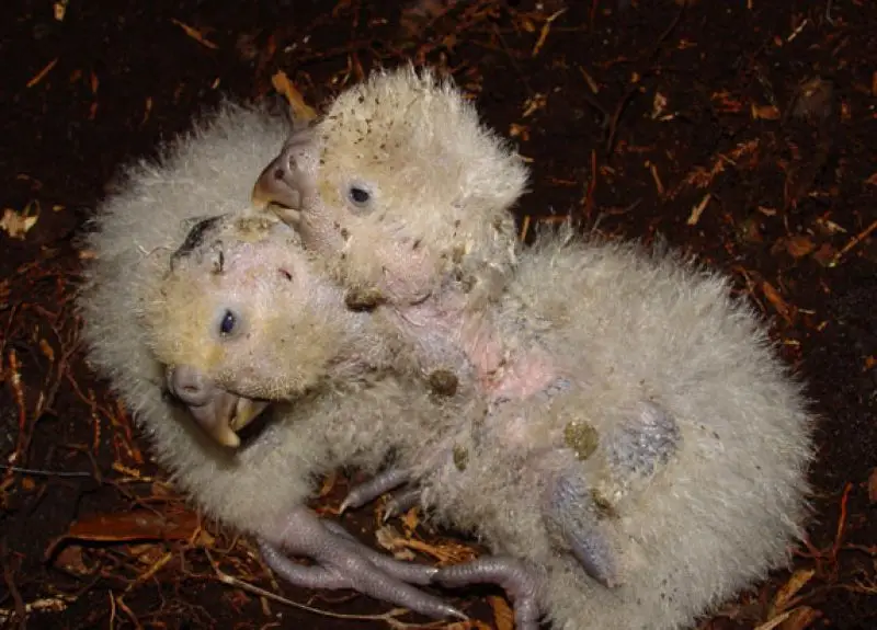 Kakapo photo