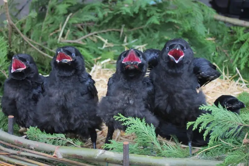 Common Raven photo