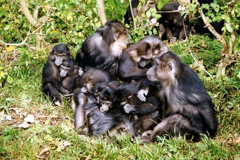 Tonkean Macaque photo