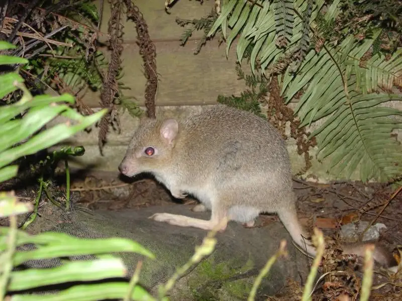 Eastern Bettong photo
