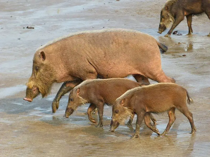 Bornean Bearded Pig photo