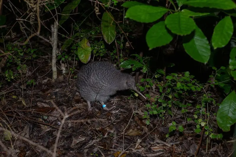 Little Spotted Kiwi photo