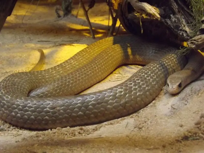 Eastern Brown Snake photo