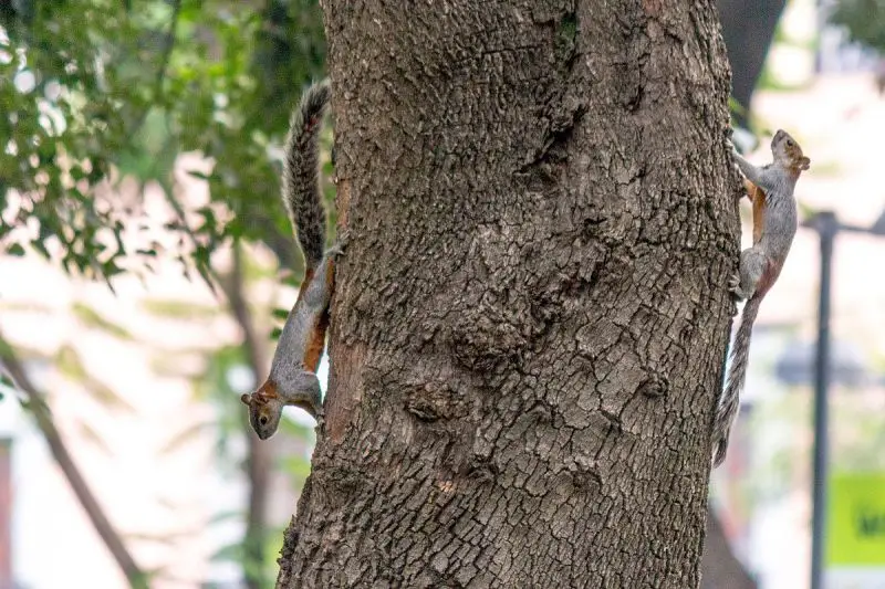 Mexican Gray Squirrel photo