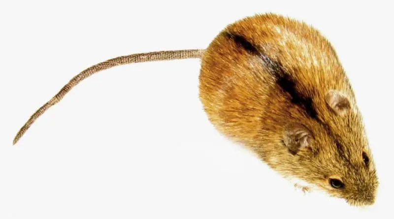 Striped Field Mouse photo