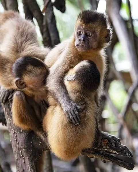 Black-Capped Capuchin photo