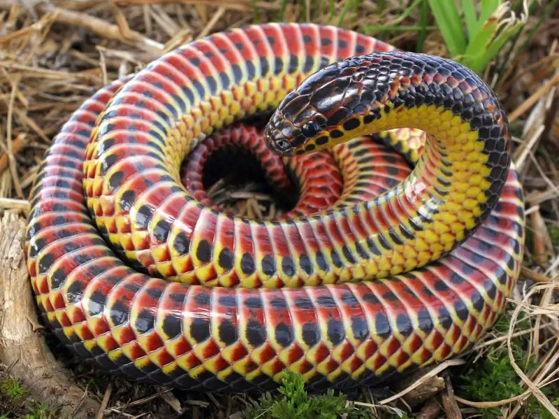 Rainbow Snake photo