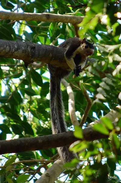 Grizzled Giant Squirrel photo