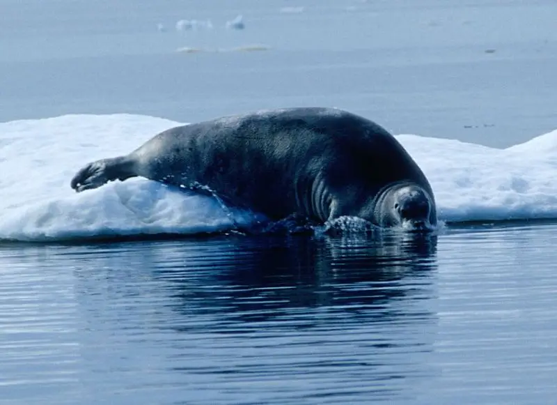 Bearded Seal photo