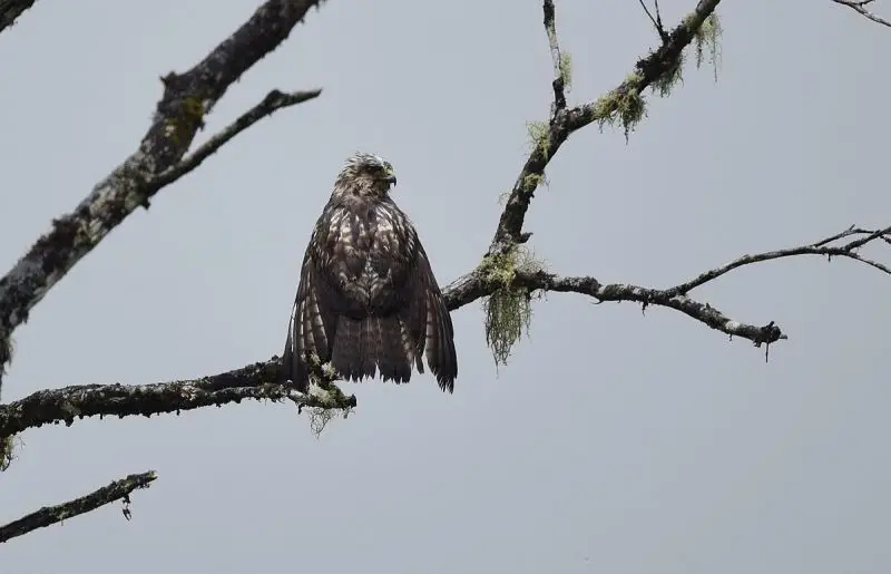 Broad-Winged Hawk photo