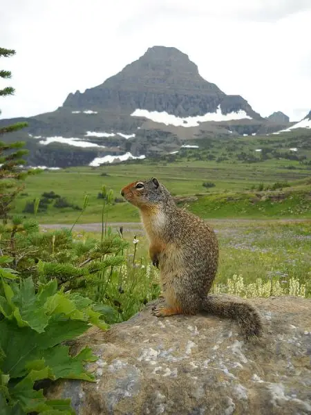 Columbian Ground Squirrel photo