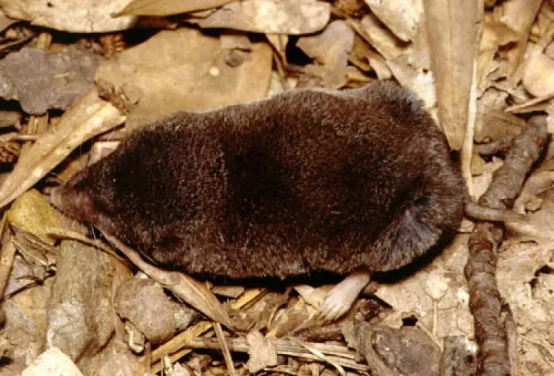 Southern Short-Tailed Shrew photo