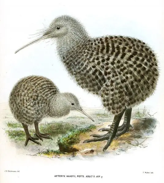 Great Spotted Kiwi photo