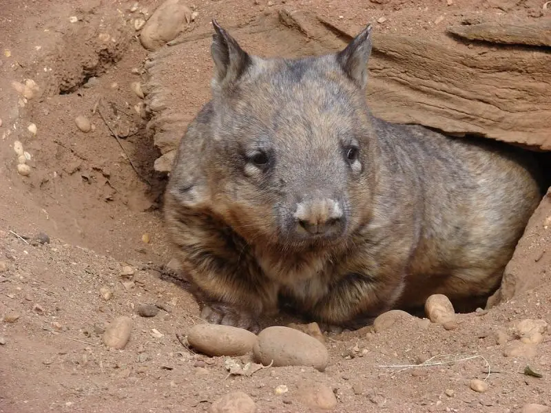 Northern Hairy-Nosed Wombat photo