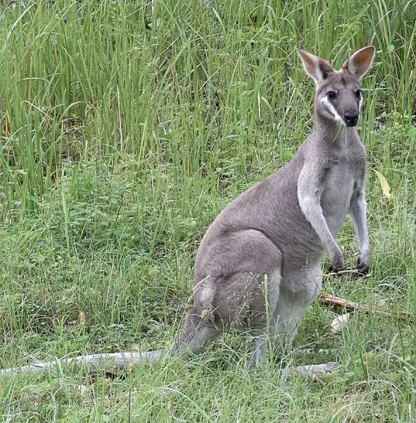 Pretty-Faced Wallaby photo