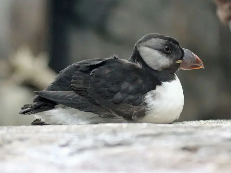 Horned Puffin photo