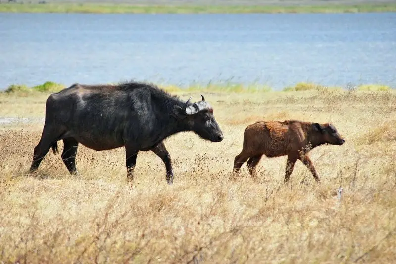 African Buffalo photo