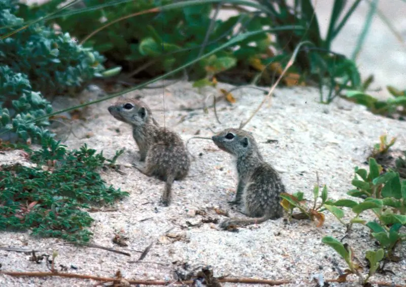 Spotted Ground Squirrel photo