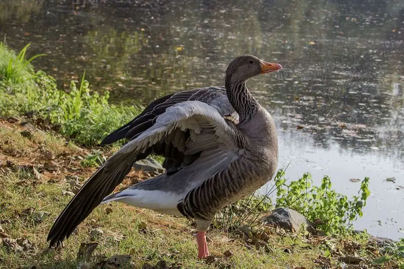 Greylag Goose photo