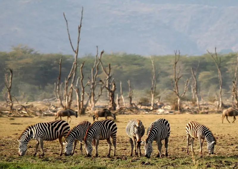 Plains Zebra photo