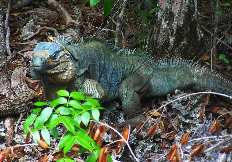 Blue Iguana photo