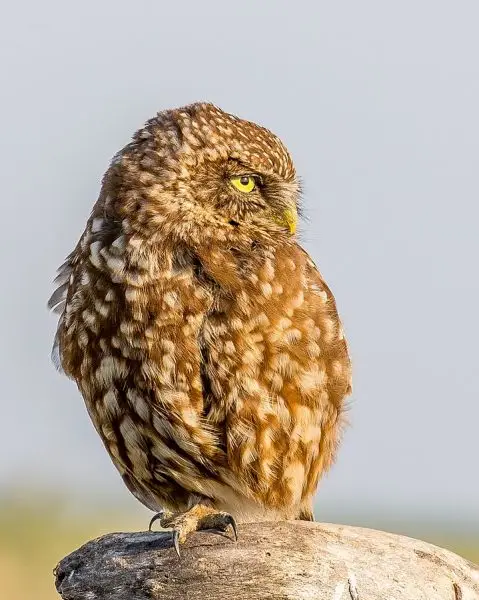 Little Owl photo