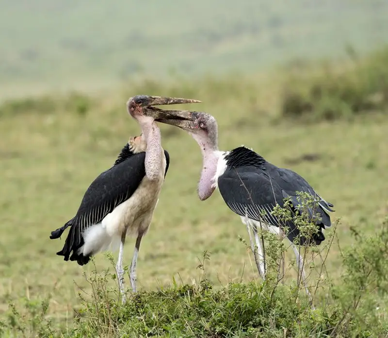Marabou Stork photo