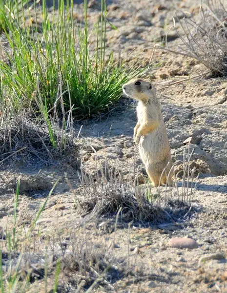 White-Tailed Prairie Dog photo
