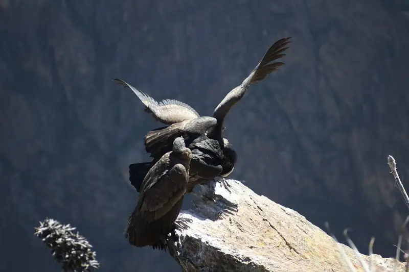 Andean Condor photo