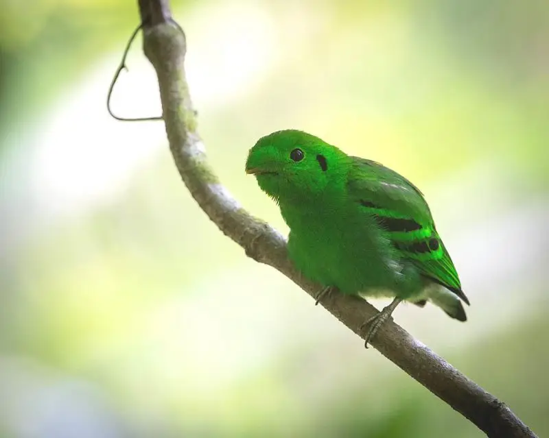 Green Broadbill photo