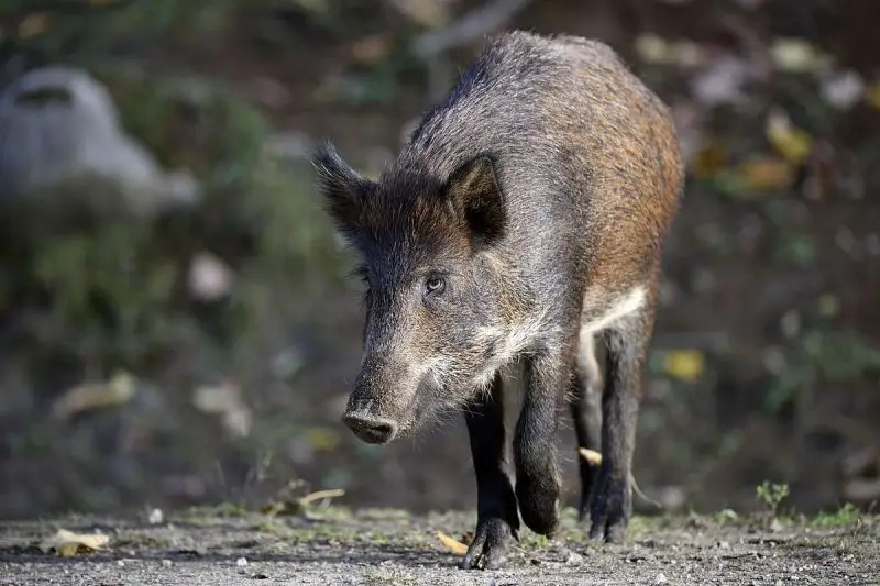 Wild Boar - Facts, Diet, Habitat & Pictures on 