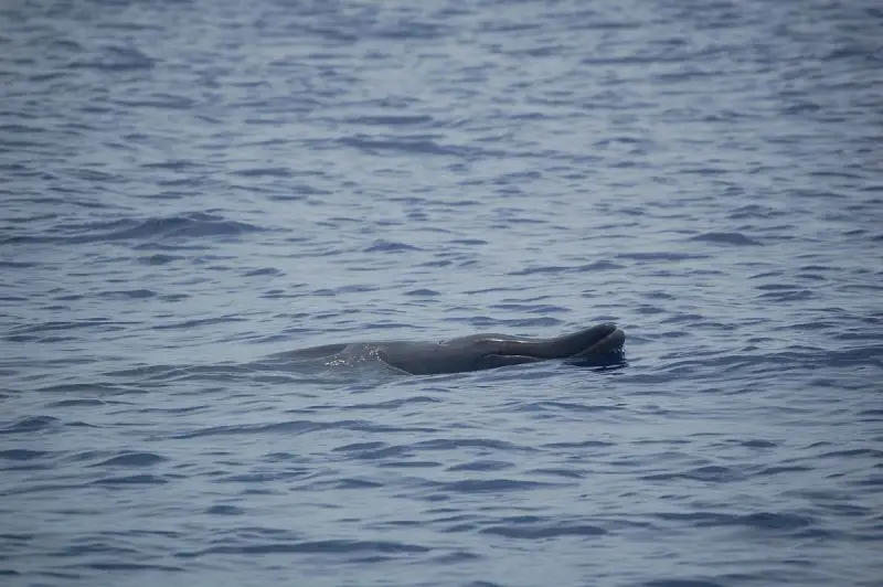 Blainville's Beaked Whale photo