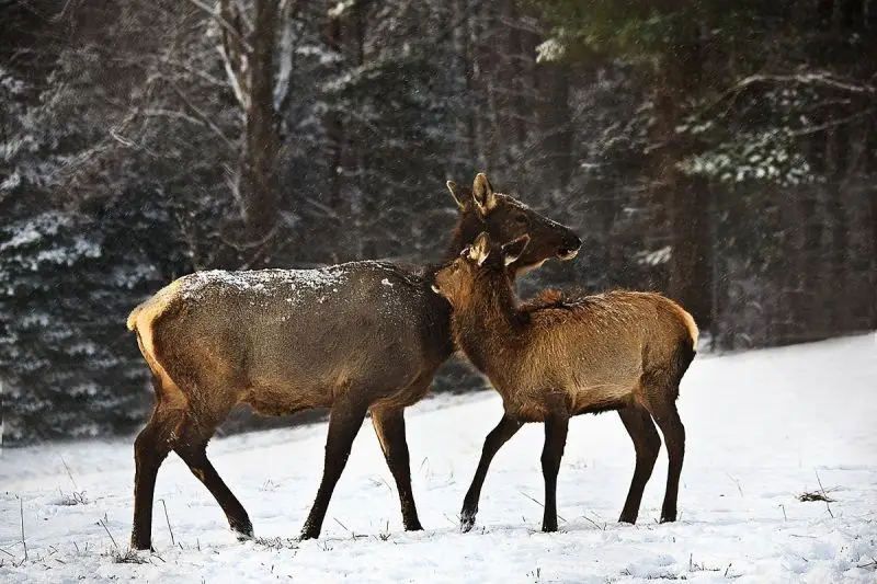 Elk photo