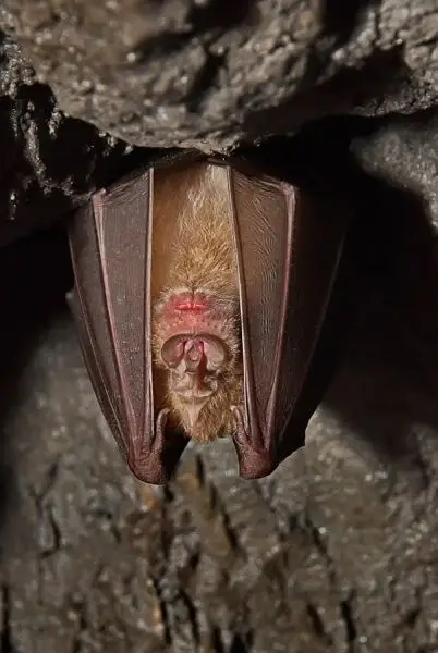 Greater Horseshoe Bat photo