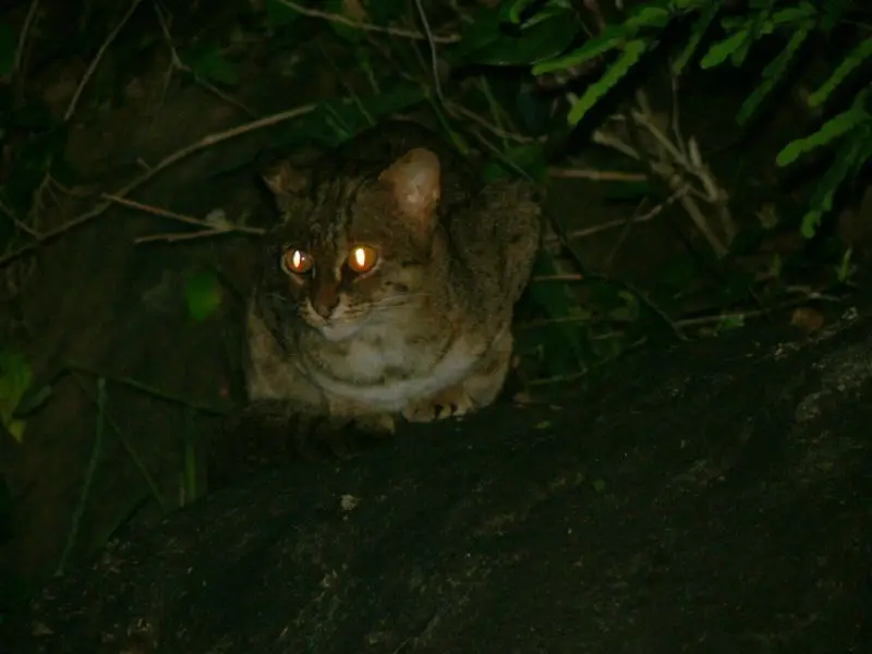 Rusty-Spotted Cat photo