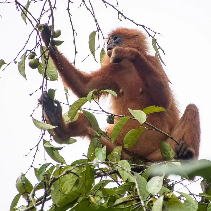 Maroon Leaf Monkey photo