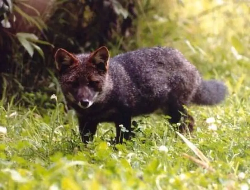 Darwin's Fox photo