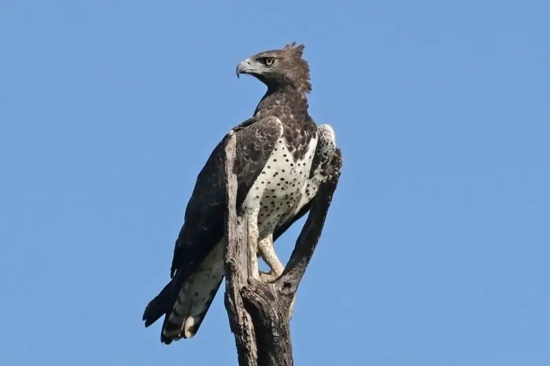 Martial Eagle photo
