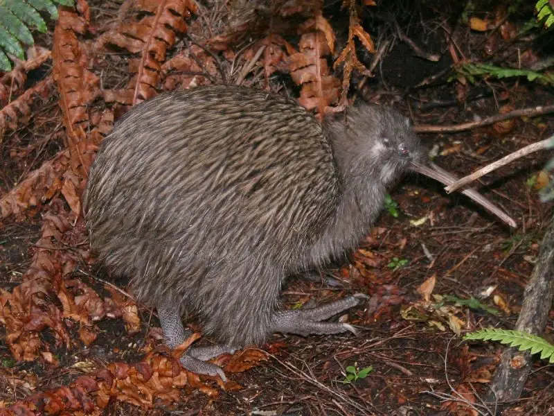 Southern Brown Kiwi - Facts, Diet, Habitat & Pictures on 