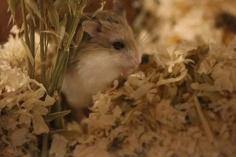 Roborovski Hamster photo