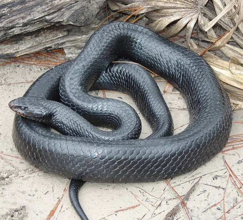 Eastern Indigo Snake photo