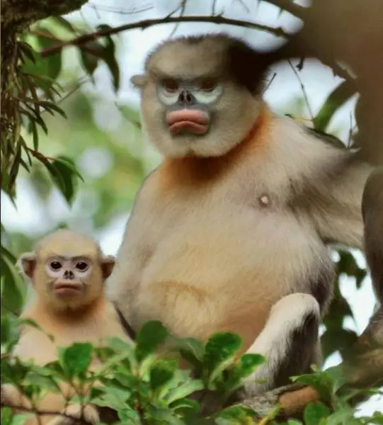 Tonkin Snub-Nosed Monkey photo