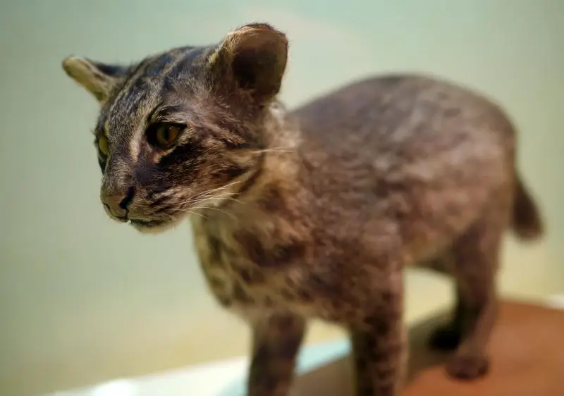 A stuffed Iriomote cat at the Iriomote Wildlife Conservation Center