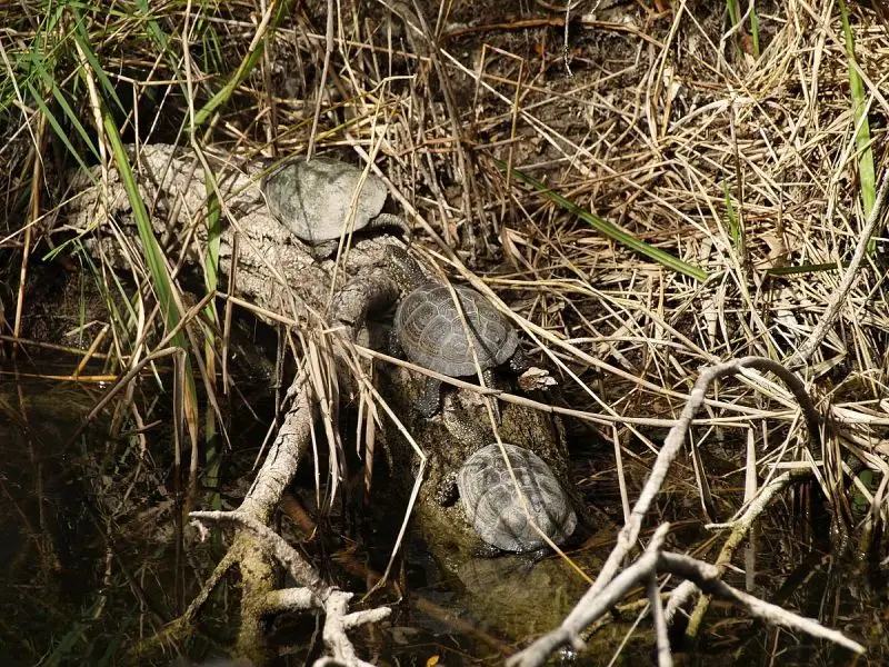 European Pond Turtle photo