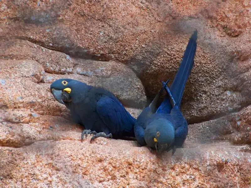 Lear's Macaw photo