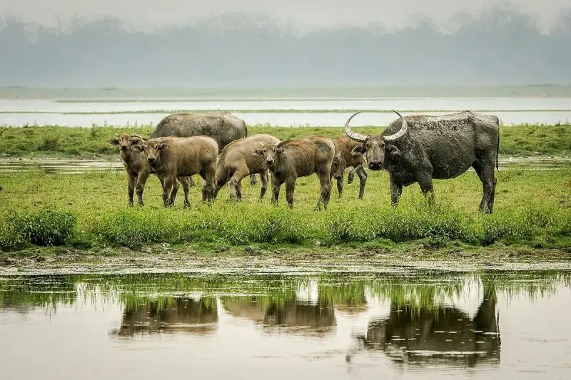 Asian Wild Water Buffalo photo