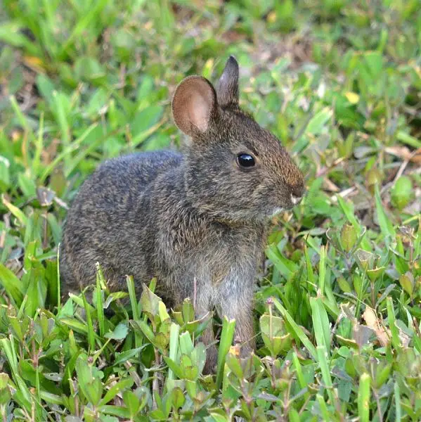 Marsh Rabbit photo