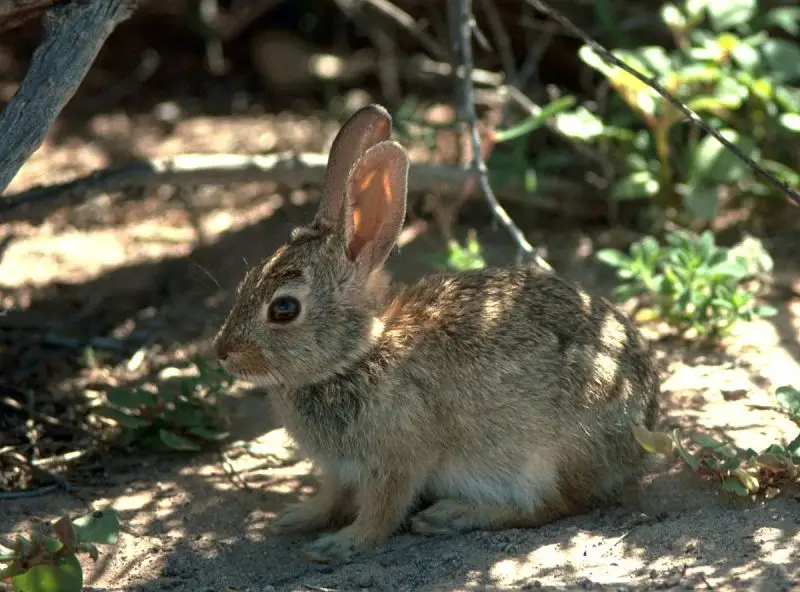 Desert Cottontail - Facts, Diet, Habitat & Pictures on Animalia.bio