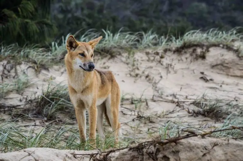 Dingo photo